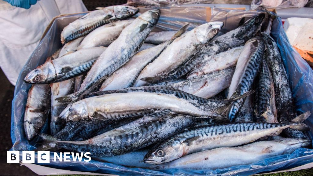 Waitrose to suspend mackerel sales due to overfishing concerns