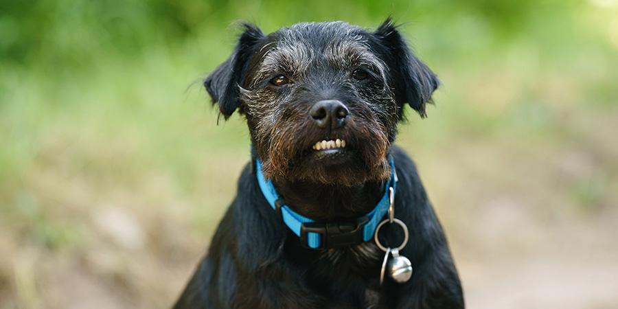 Ted, the canine star of Gone Fishing, has died