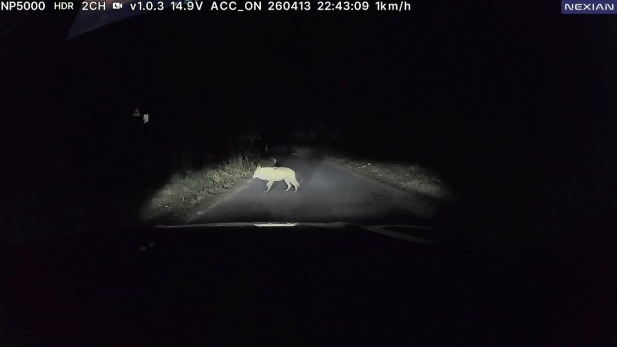 Runaway zoo wolf spotted six days after escape in Daejeon, South Korea