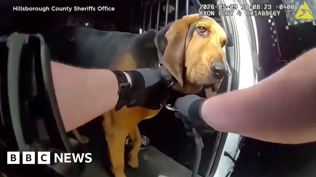 Police dog locates missing 96-year-old man in Florida woods