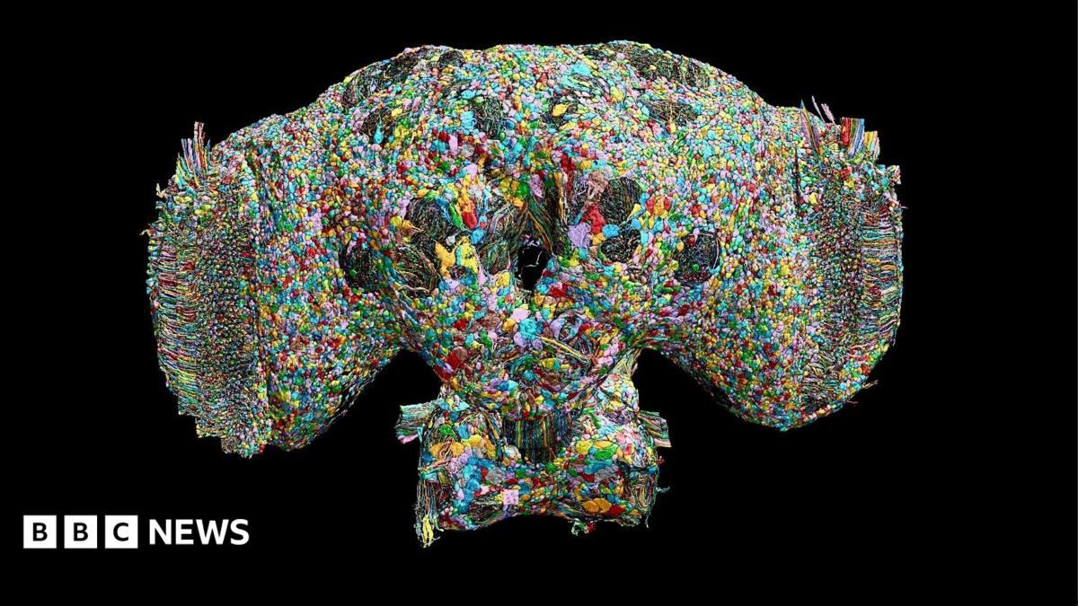 How the brain of a fly may help explain human behaviour