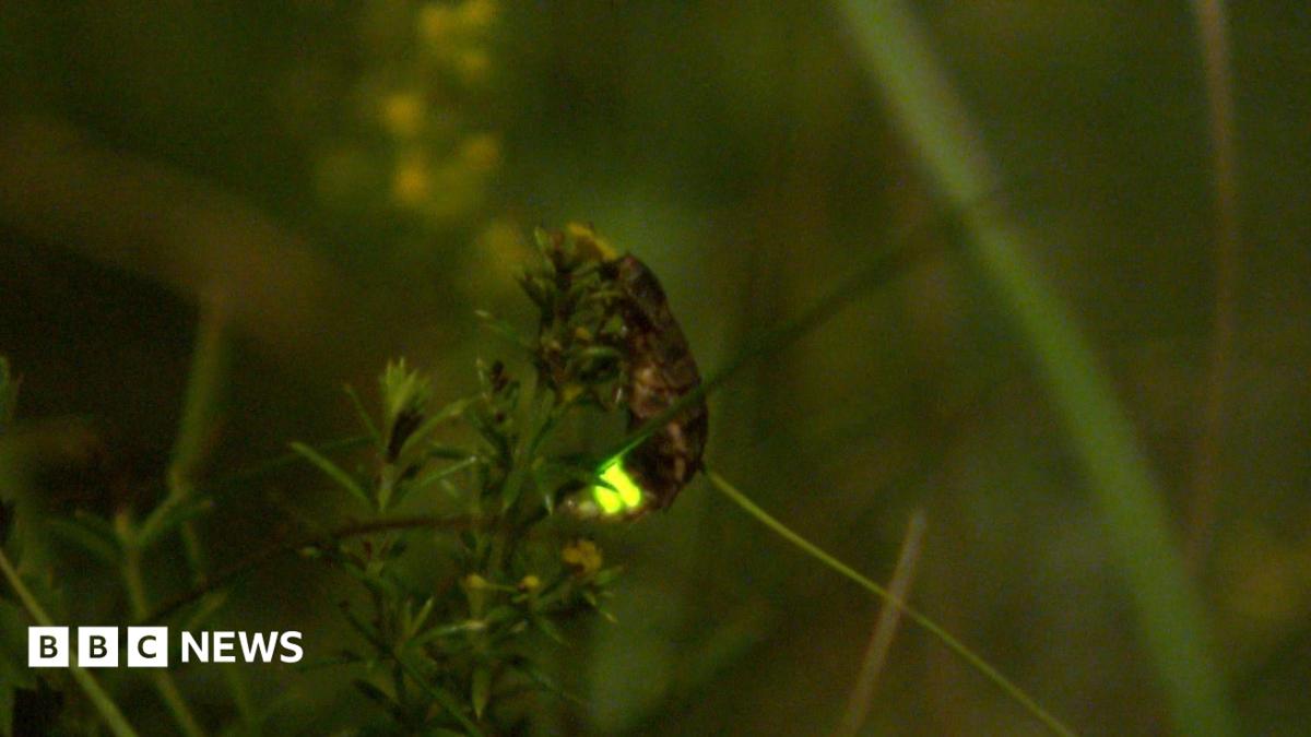 The nature reserve where 'magical' glow worms thrive