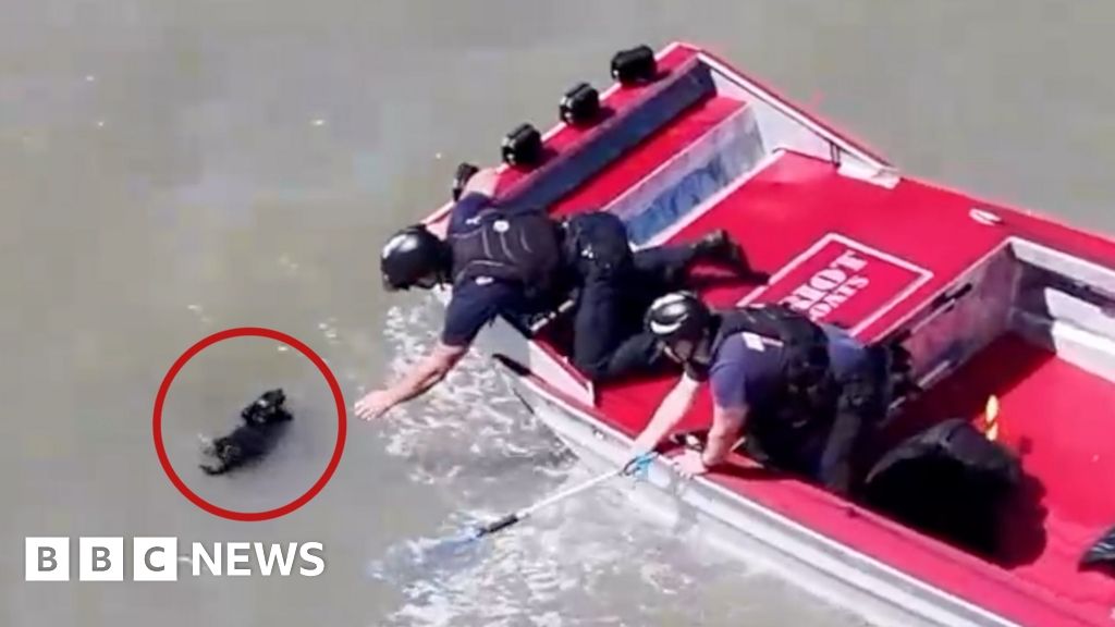 Watch rescuers save missing dog from San Francisco Bay