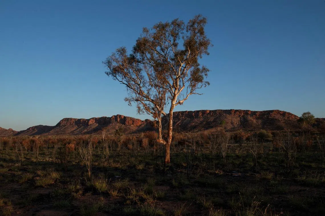 Climate change threatens global plant species as habitats shrink