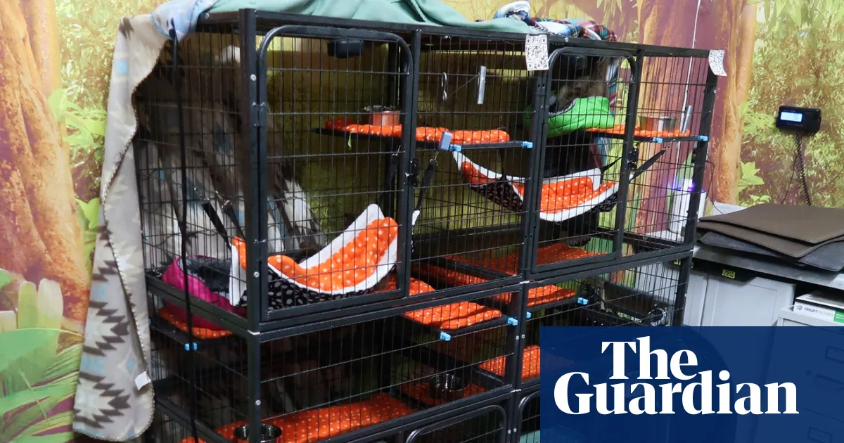 Florida officials investigate planned ‘Sloth World’ attraction after 31 sloths die in warehouse