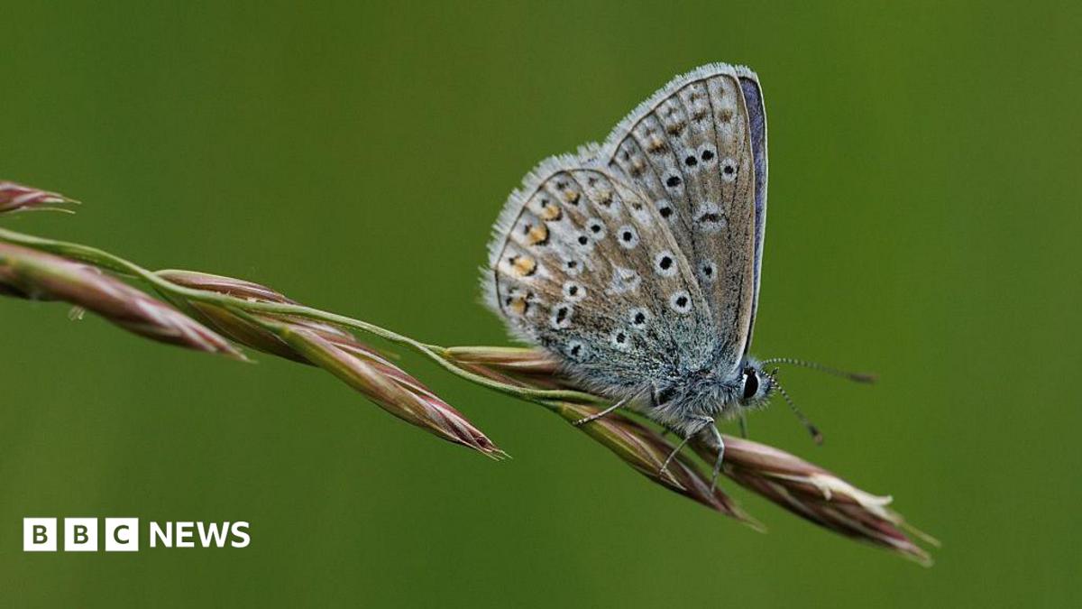 Residents urged to join nationwide butterfly count