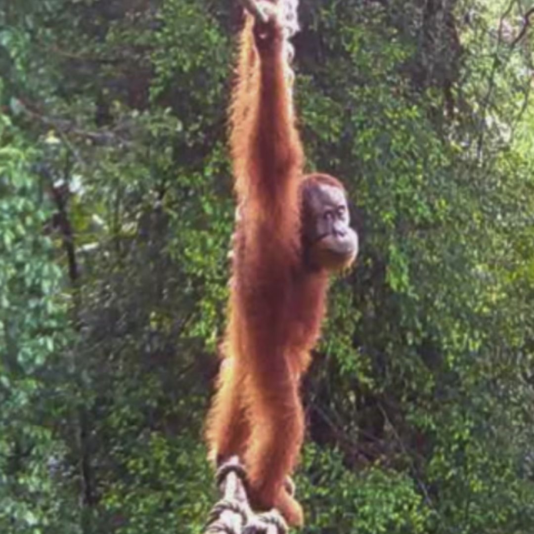 World First: Sumatran Orangutan Uses Canopy Bridge to Overcome Forest Fragmentation