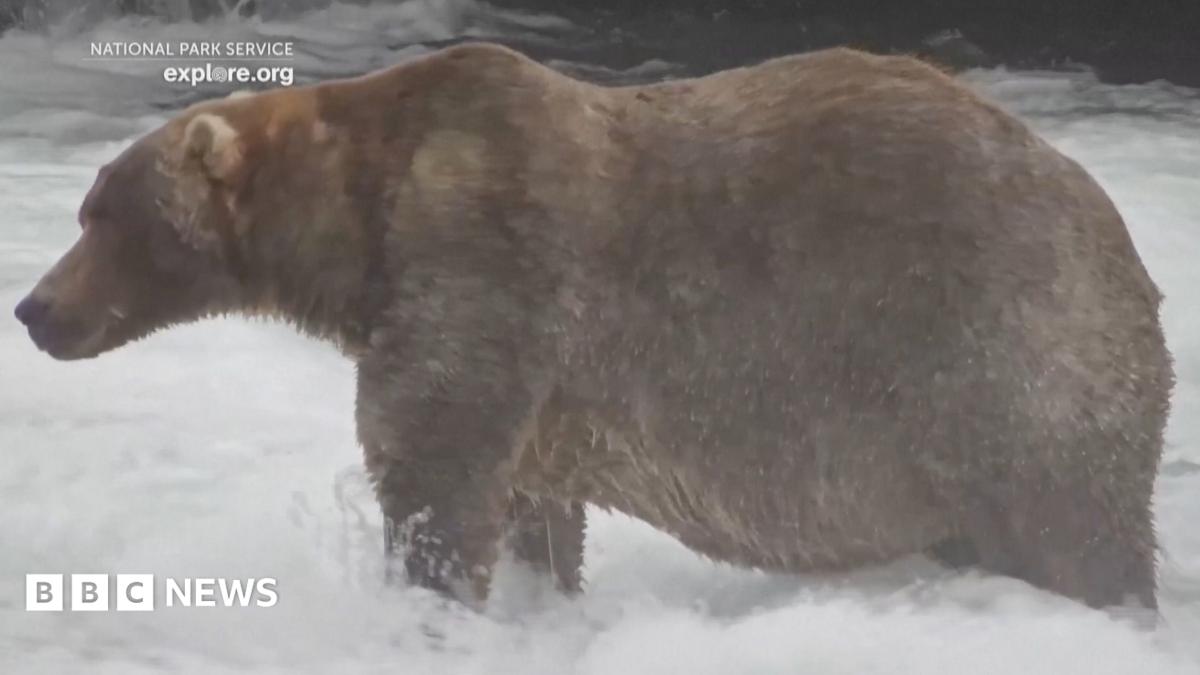 Meet 'Backpack', the chunky bear who won Fat Bear Week