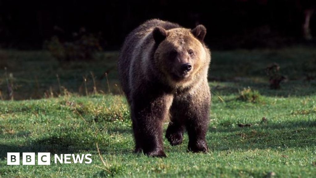 Missing hiker killed in possible bear attack in Montana
