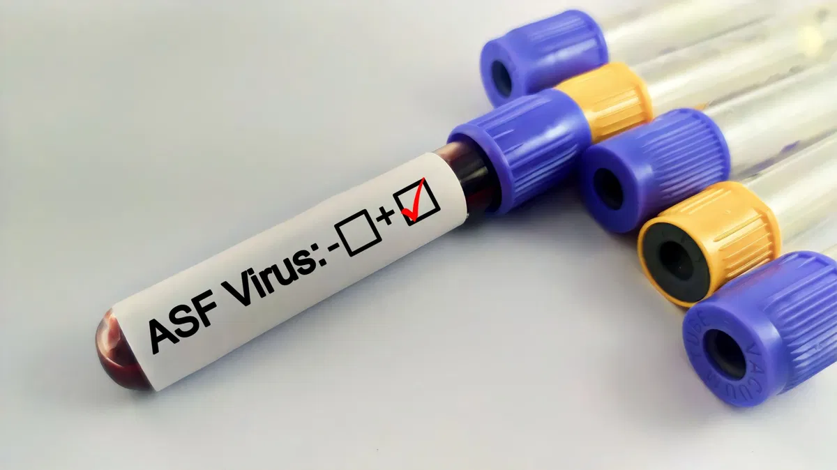 Spain reports human swine flu case in Cataluña to WHO