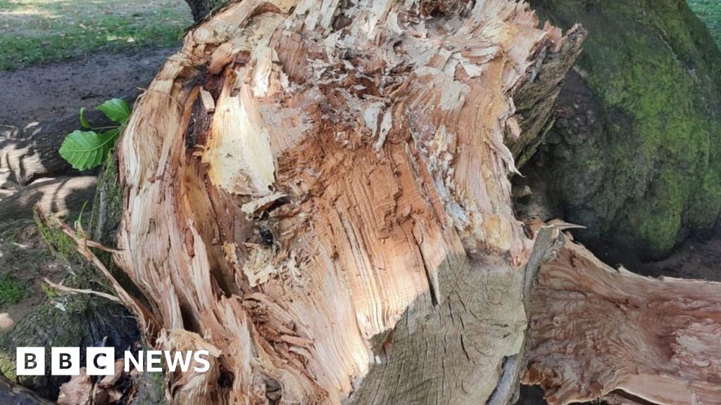 Can a heatwave cause trees to fall?