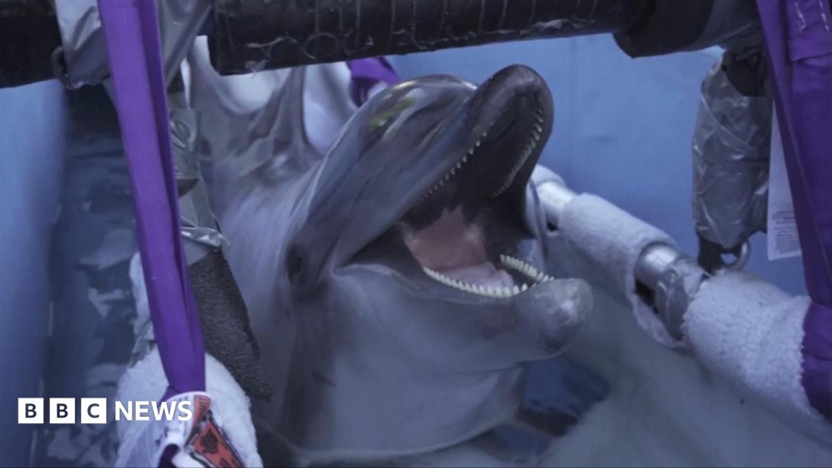 Belugas and dolphins rescued from closed Canadian park arrive in Spain