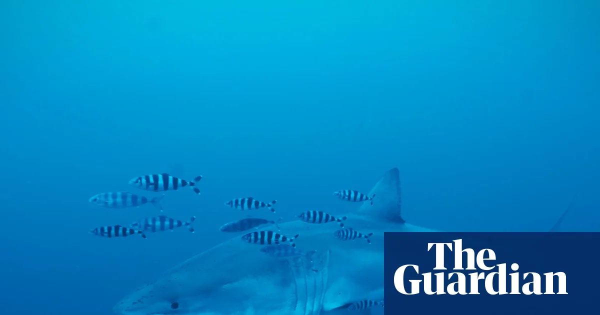 Diver captures rare footage of great white shark in the Mediterranean Sea – video