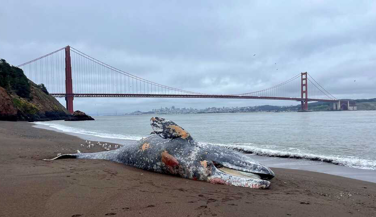 Scientists Confirm Unusually High Amount of Whale Deaths in San Francisco Bay Area