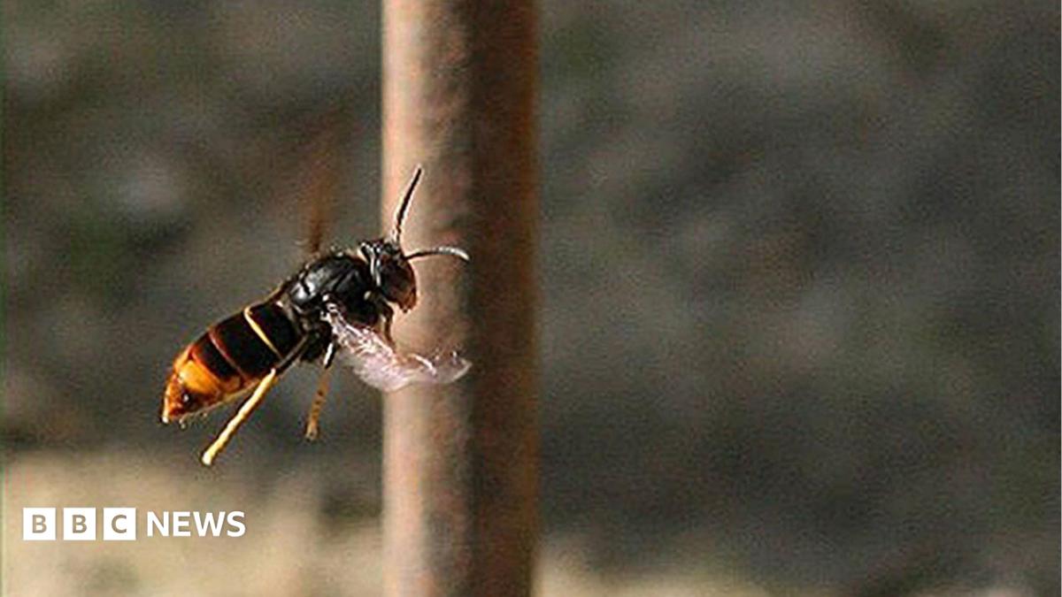 Islanders asked to 'track' not 'trample' Asian hornets