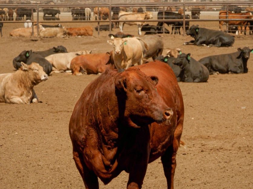 Trump to sign executive orders to boost beef imports, cattle supply