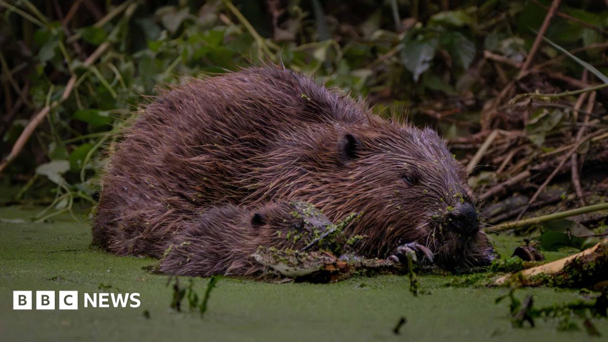 Beavers stop station from flooding, ecologists say