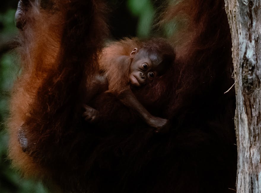 Breakthrough Video Shows Sumatran Orangutan Successfully Using Canopy Bridge for First Time