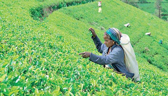 April tea export volumes, earnings fall amid Mideast shipping disruptions