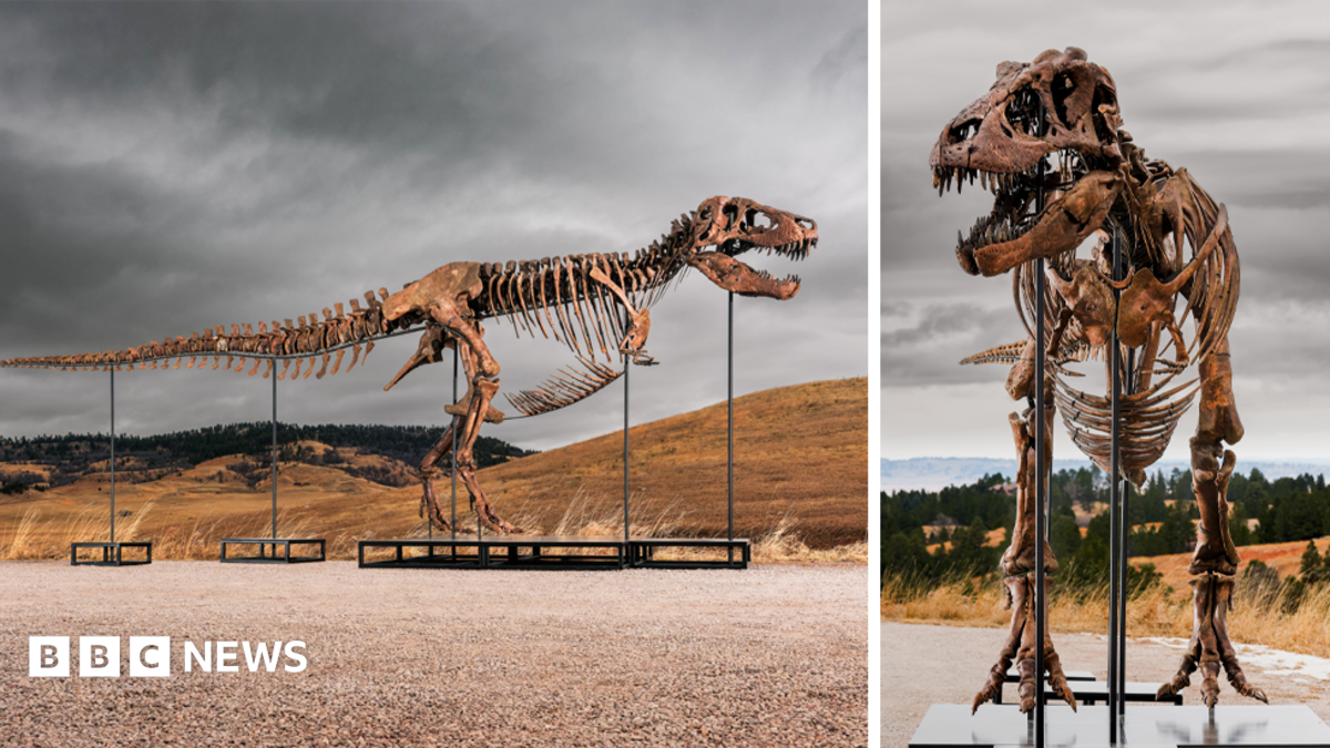 Tyrannosaurus rex most expensive dinosaur ever sold