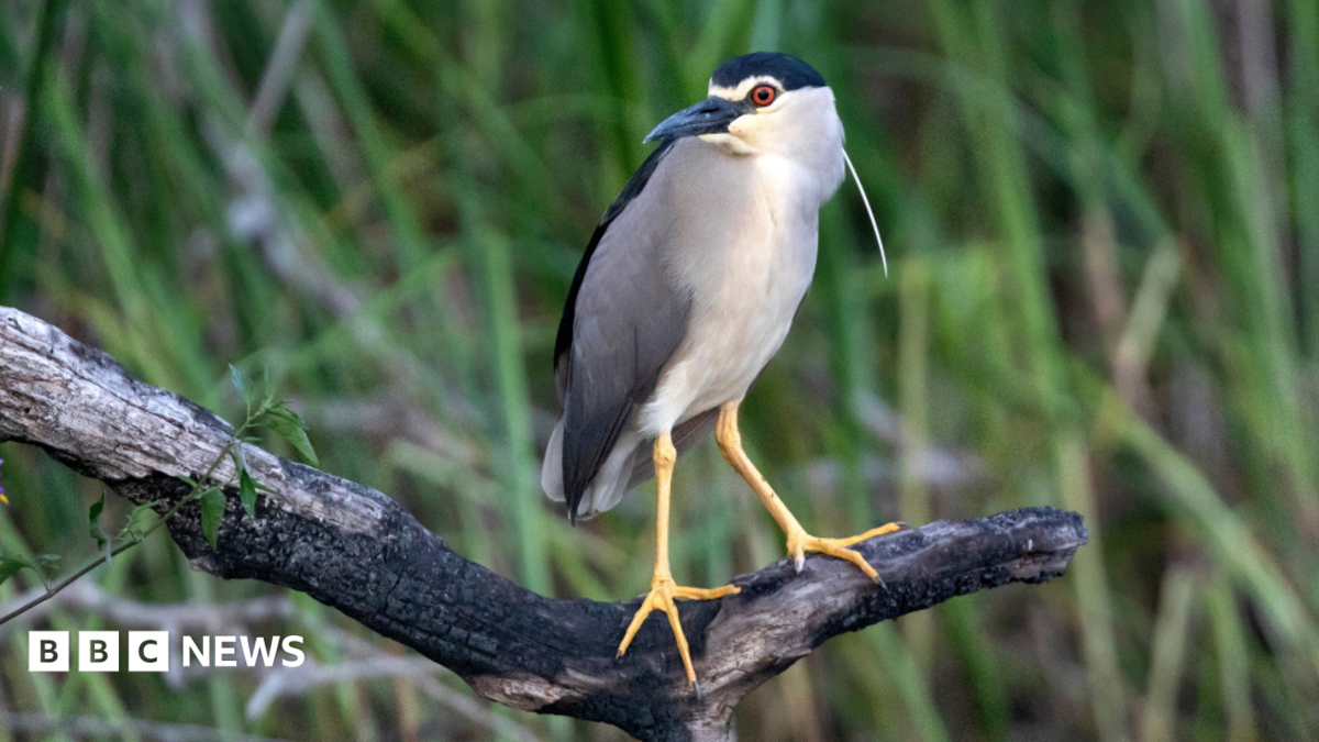 Rare night heron spotted at National Trust site