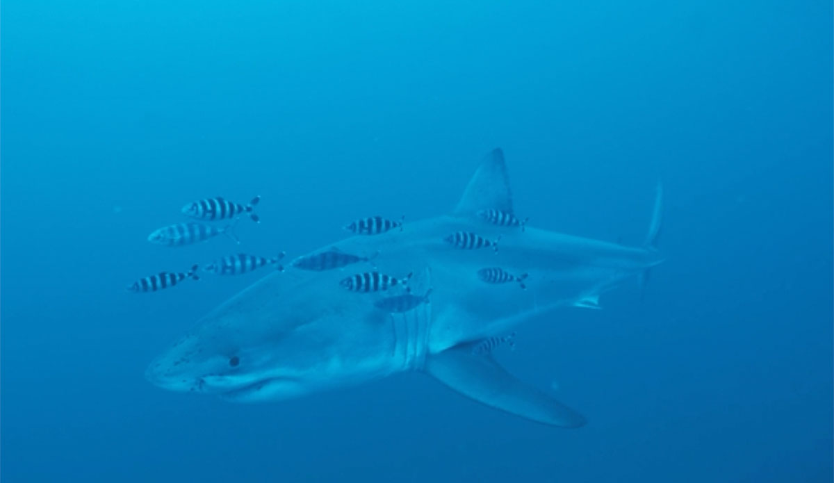 Great White Shark Filmed in the Mediterranean Sea During ‘Insane’ Sighting