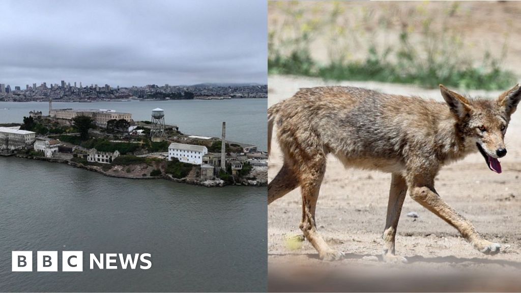 Researchers discover where coyote who made epic swim to Alcatraz really came from