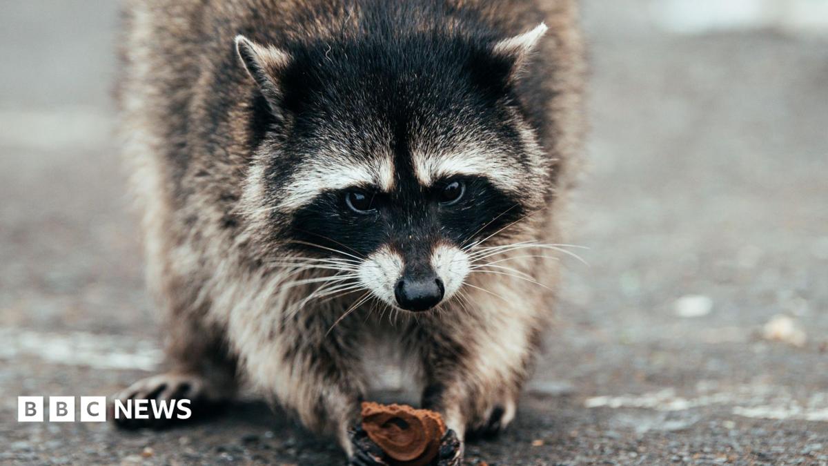 Why Jimothy the raccoon has become a mega meme online