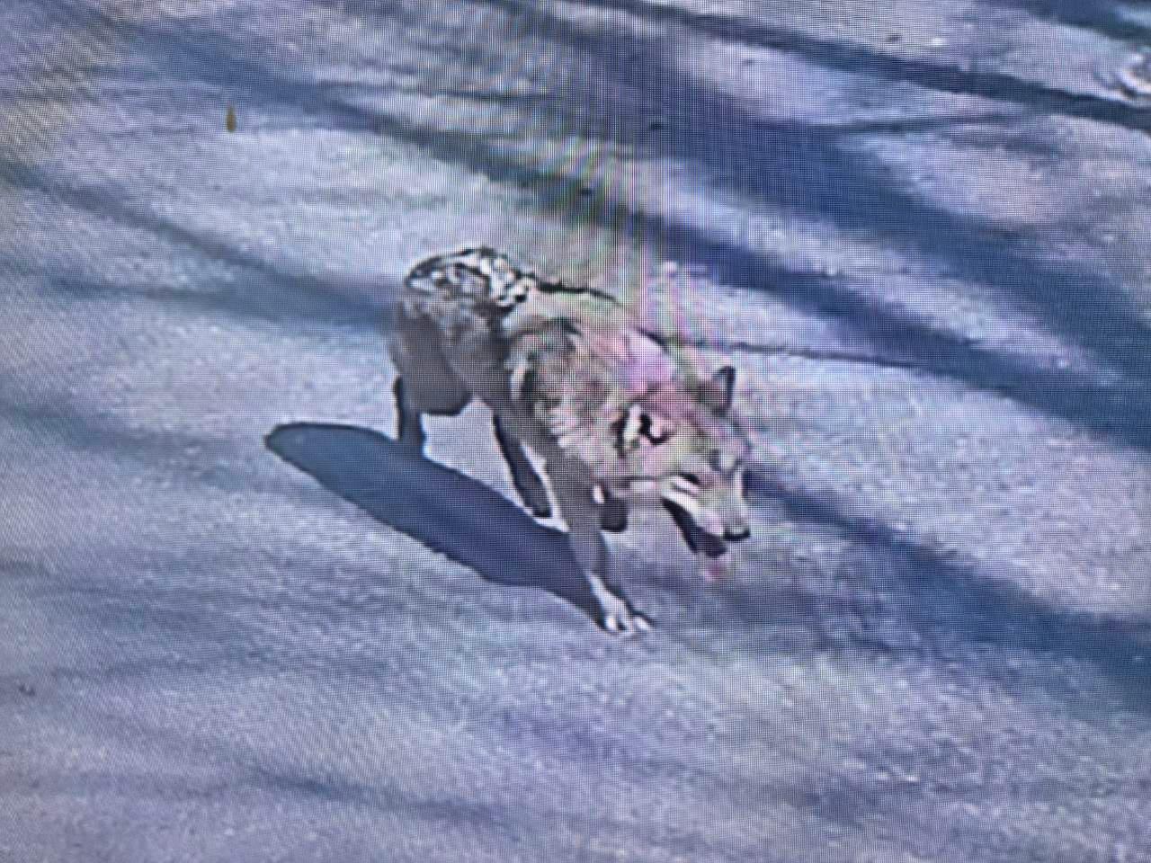 Wolf disappears after being spotted for 2nd time since escape from zoo