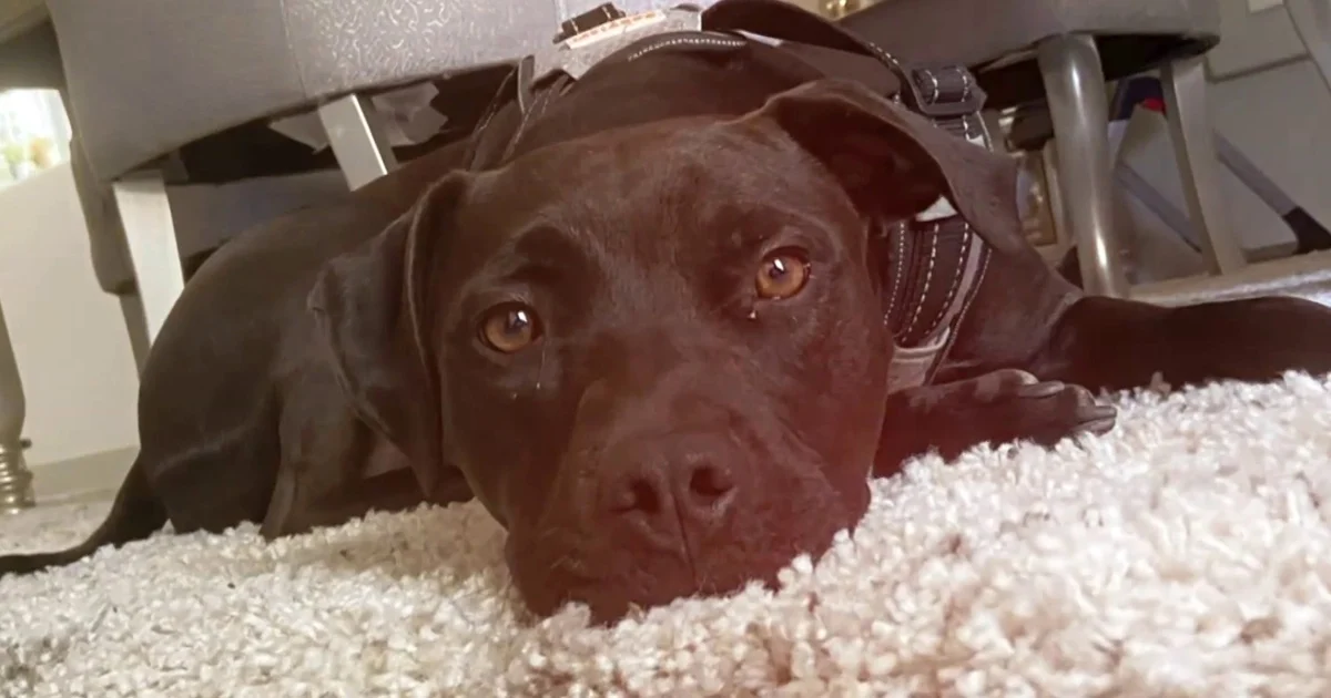 House Democrats bringing Epstein survivors to Trump's State of the Union speech