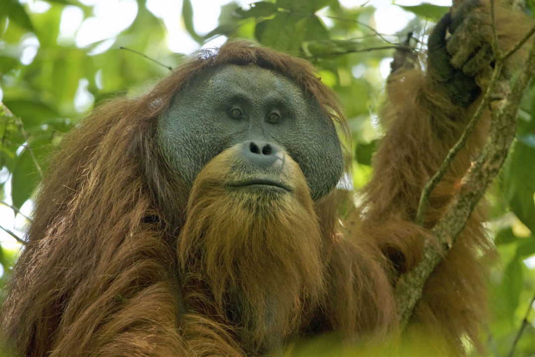4 Days of Rain Wiped Out 7% of Rarest Great Ape