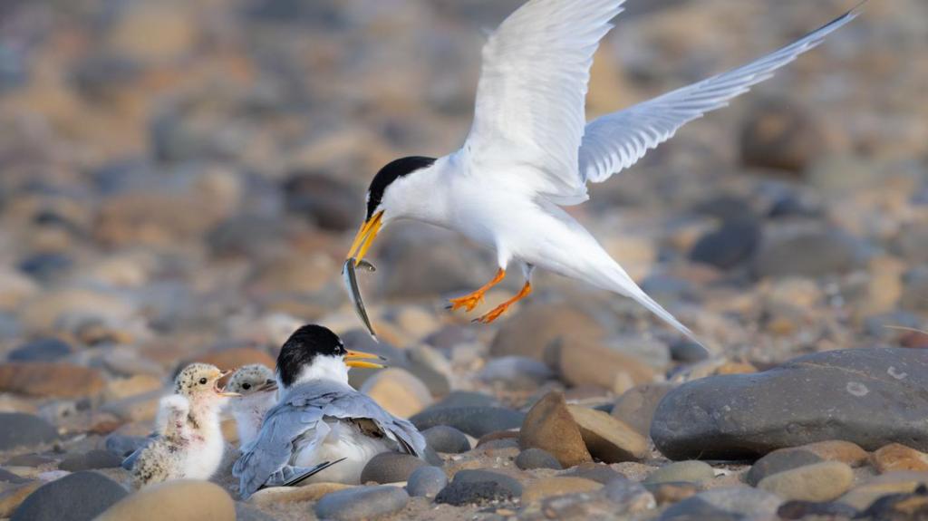 Dog Disturbances Threaten Little Tern Nesting Success in Record-Breaking Year