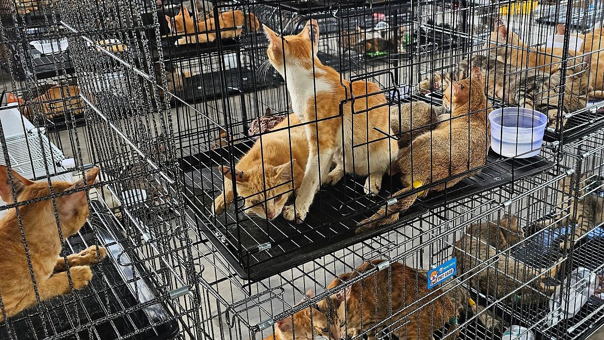 Gestohlen, gefangen, eingefroren: Vietnams Polizei zerschlägt illegales Netzwerk für Katzenfleisch