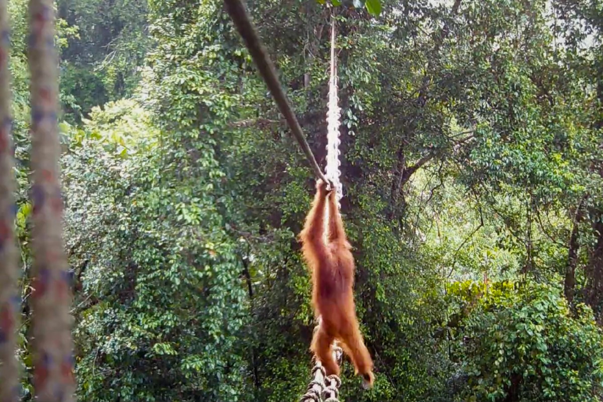 Orangutan in North Sumatra uses canopy bridge in 'world first': NGO