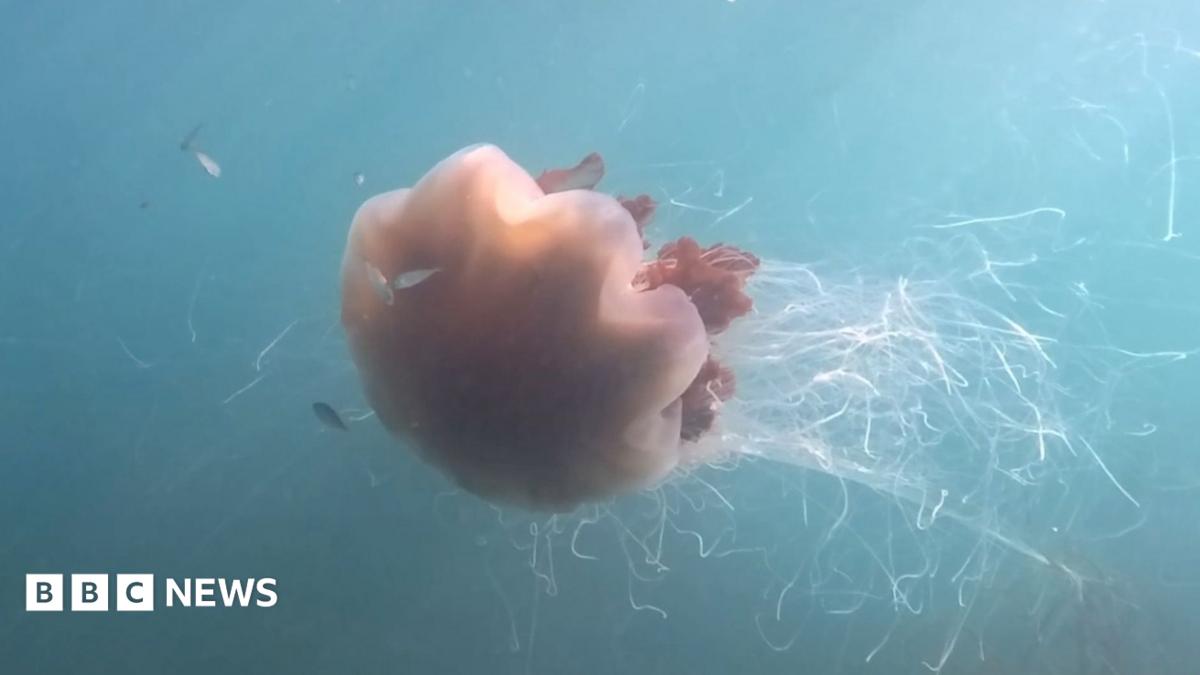 Giant jellyfish with '40ft tentacles' captured on camera off coast