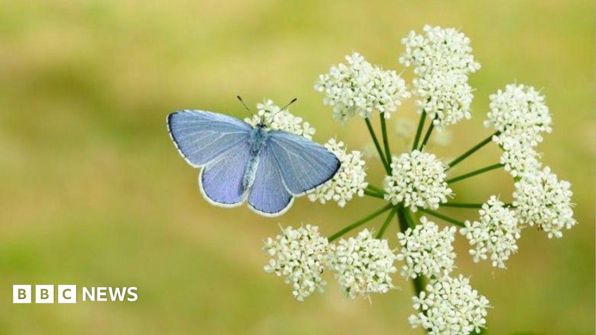 Britain set for butterfly boom after hot spring