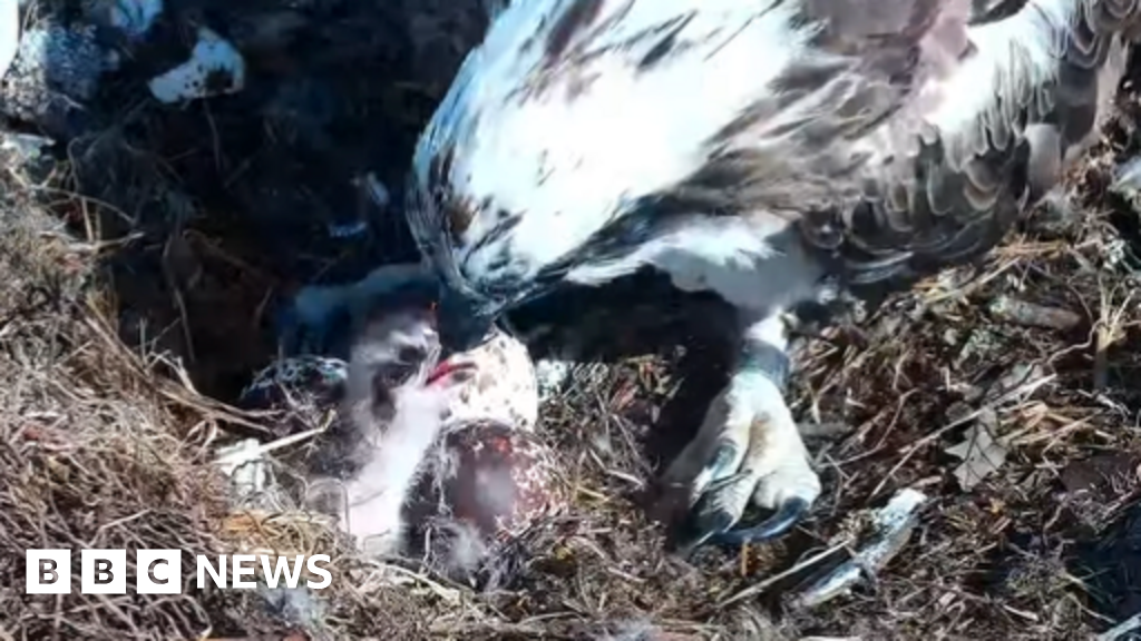 First osprey chick of the year hatches