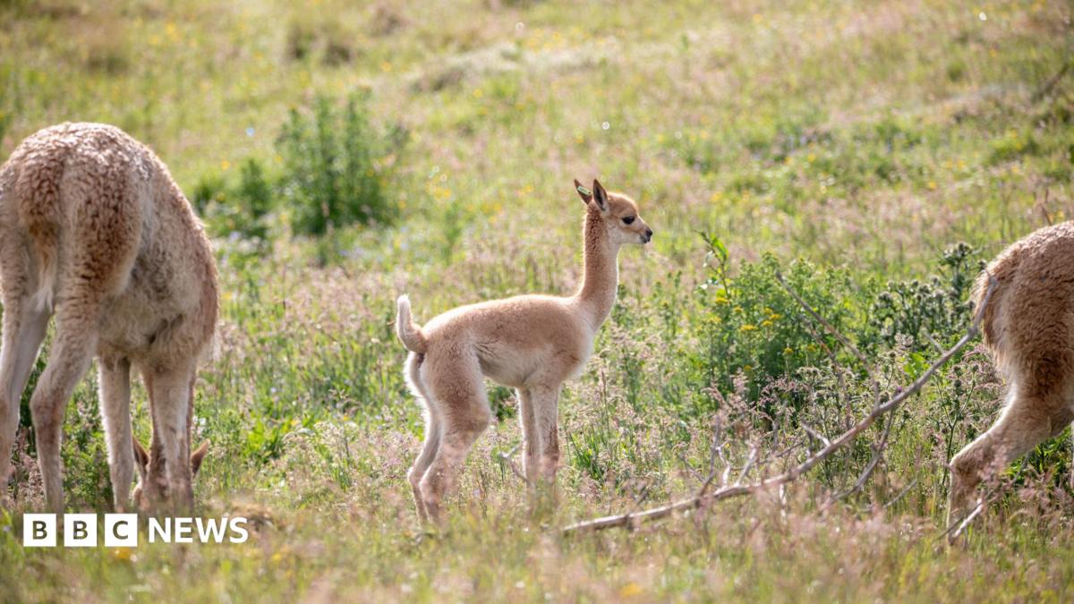 Pictures released of baby vicuna born at wildlife park