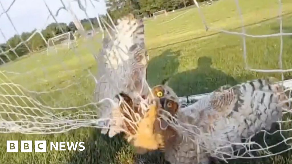 Watch: Police officers free owl tangled in football net