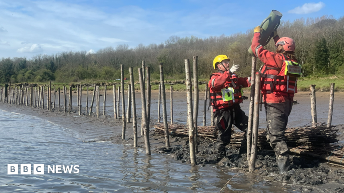 Restoration of river bank saltmarshes begins