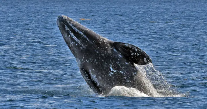 6 grey whales found dead in San Francisco Bay area in less than a week