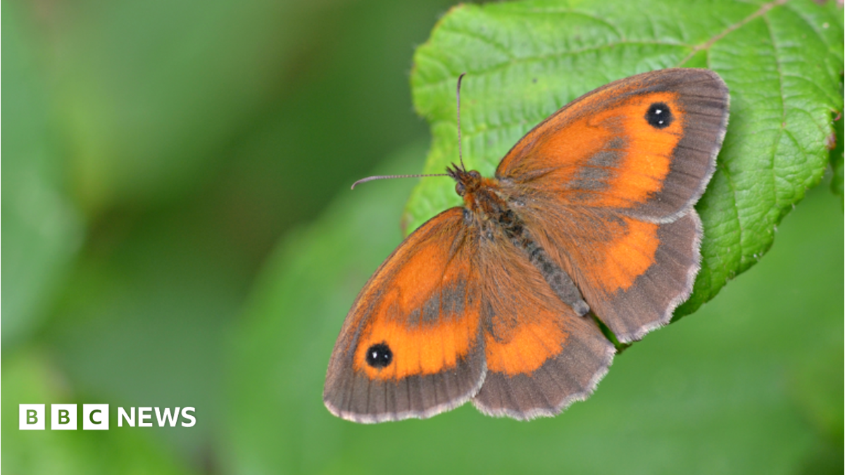 Butterfly populations 'could crash' due to weather