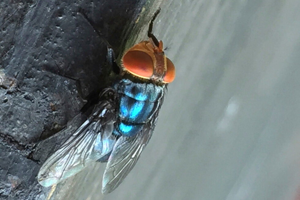Screwworm fly detected in Texas decades after cattle threat was largely eradicated in US