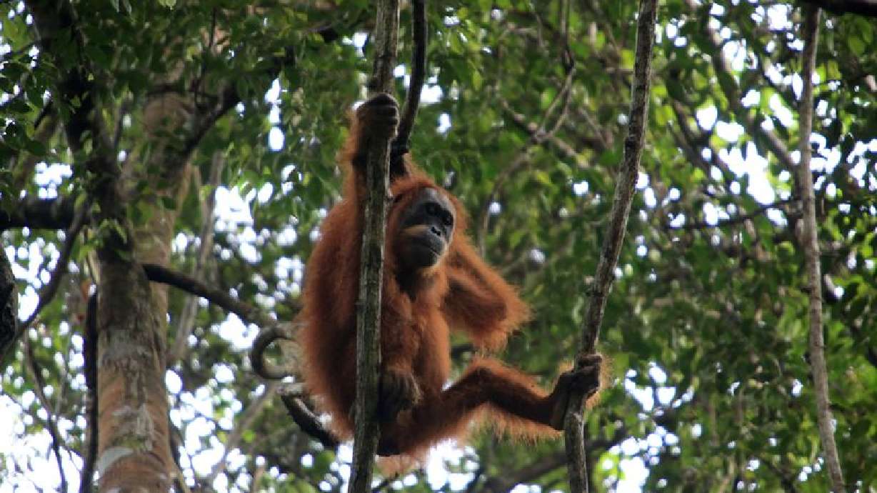 Deadly Indonesia floods wiped out at least 7% of rare orangutan population, report says