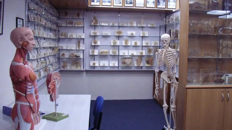 Tasmanian government apologises over stolen body parts scandal