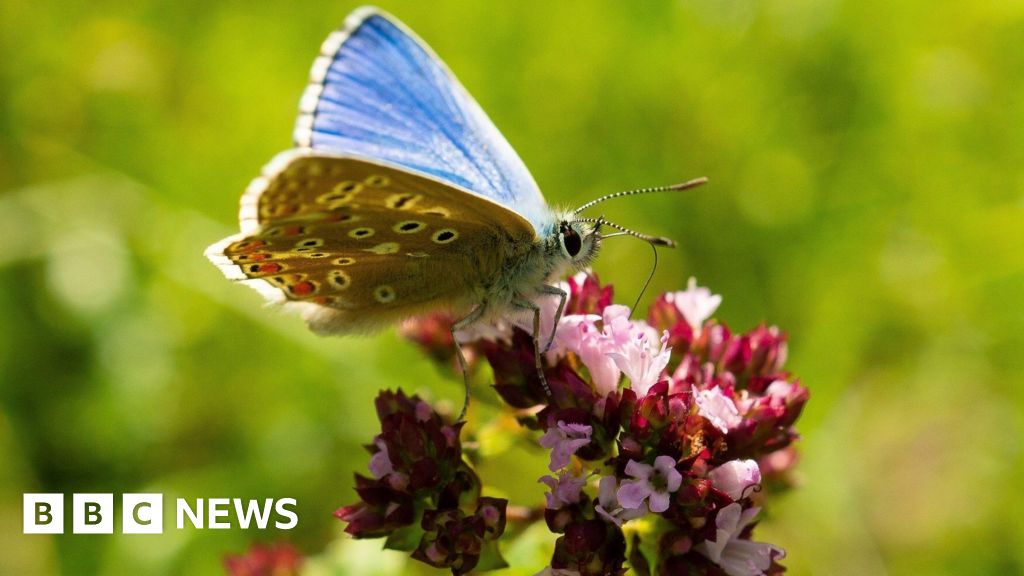 Calls to restore chalk grassland for rare insects
