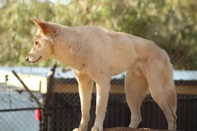 Canadian drowned after dingo attack in Australia: Coroner