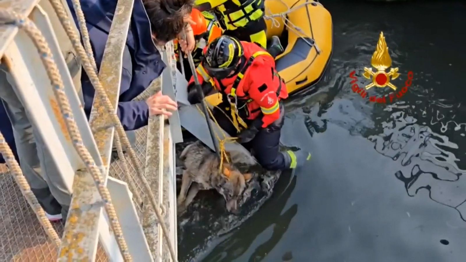 Firefighters rescue animal from river in Verona, Italy
