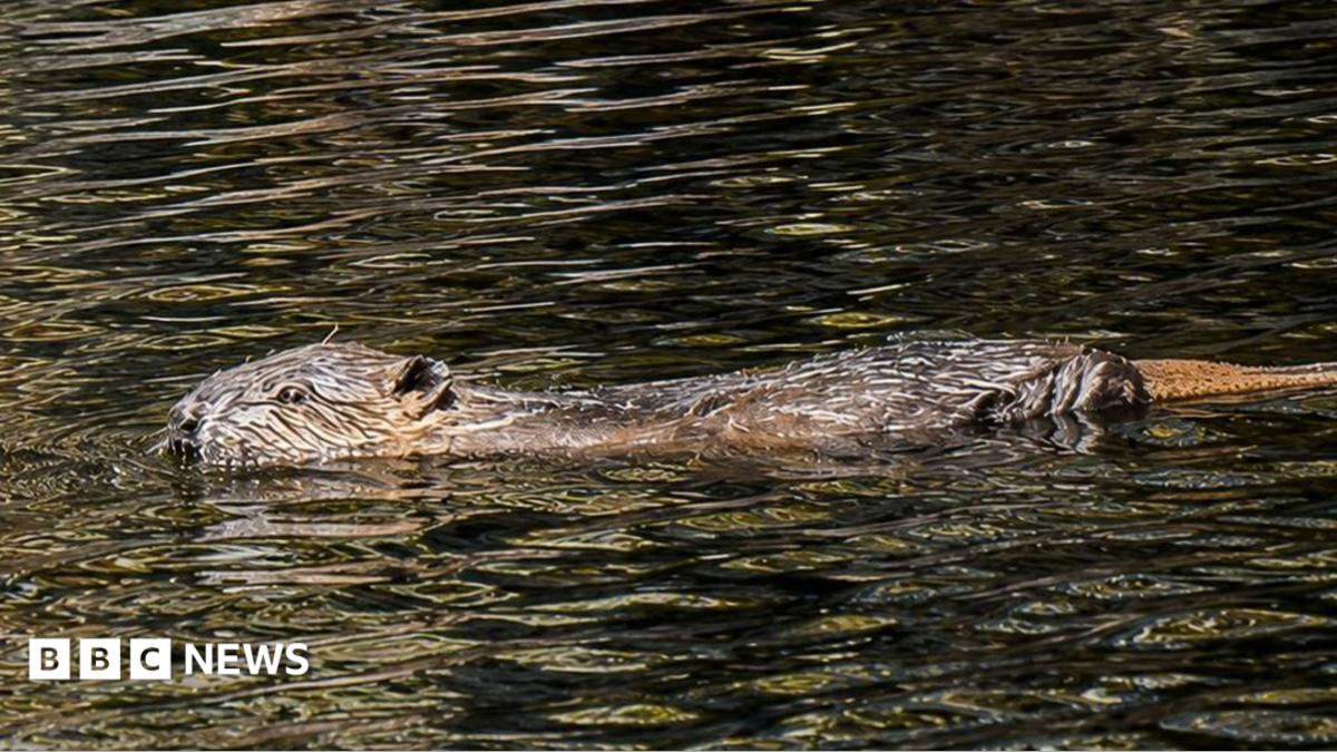 Beaver dams 'helping boost drought resilience'