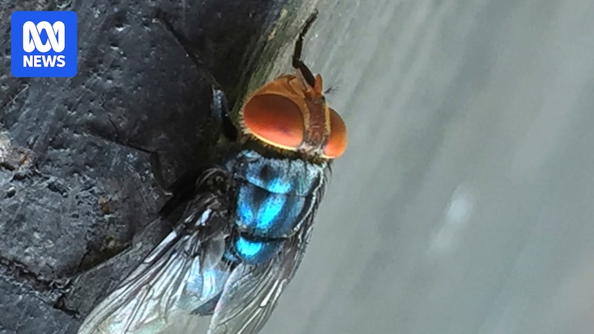 What to know about the New World screwworm fly and its reappearance in the US